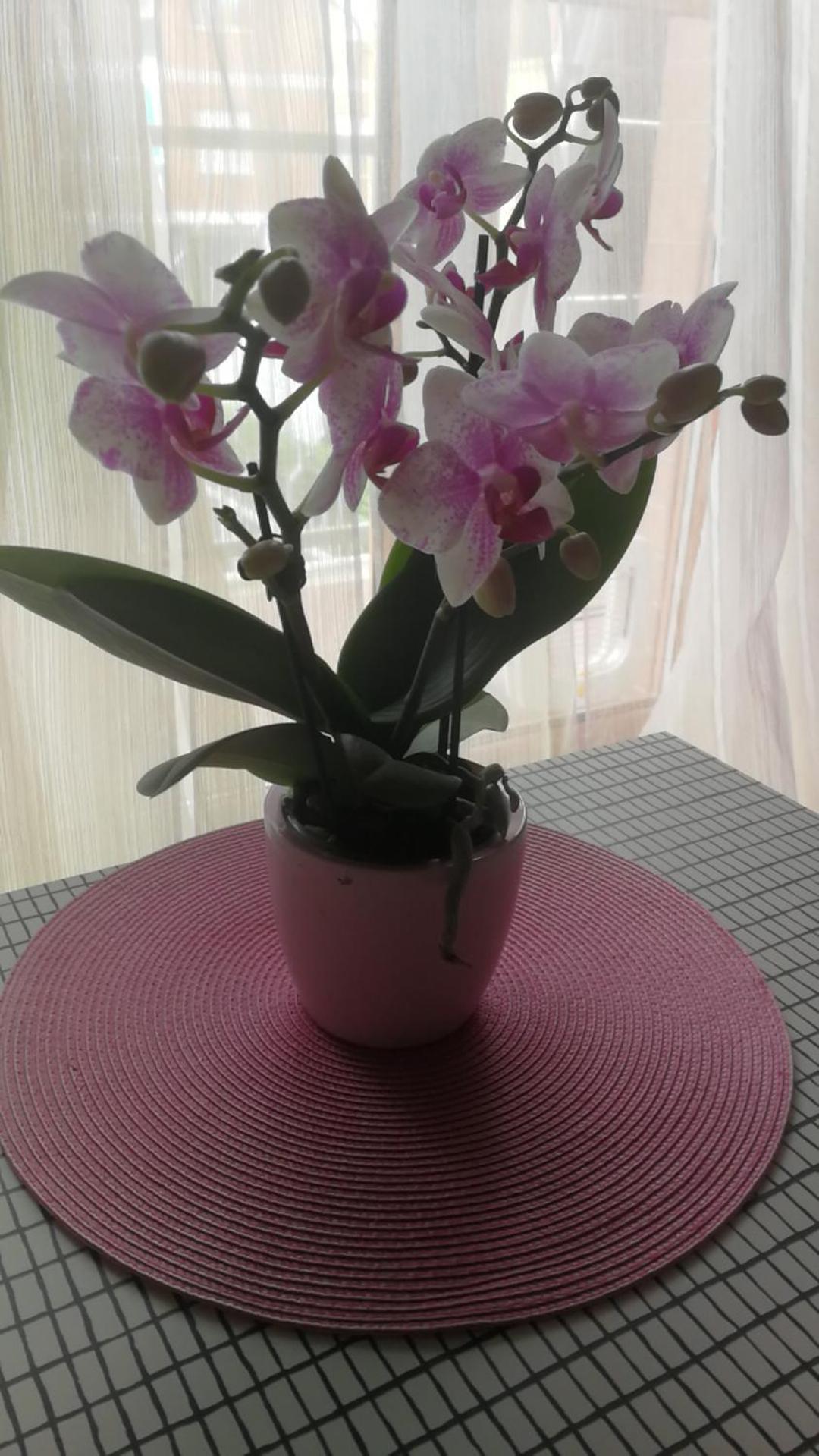מלון אלבה Casa Delle Orchidee מראה חיצוני תמונה
