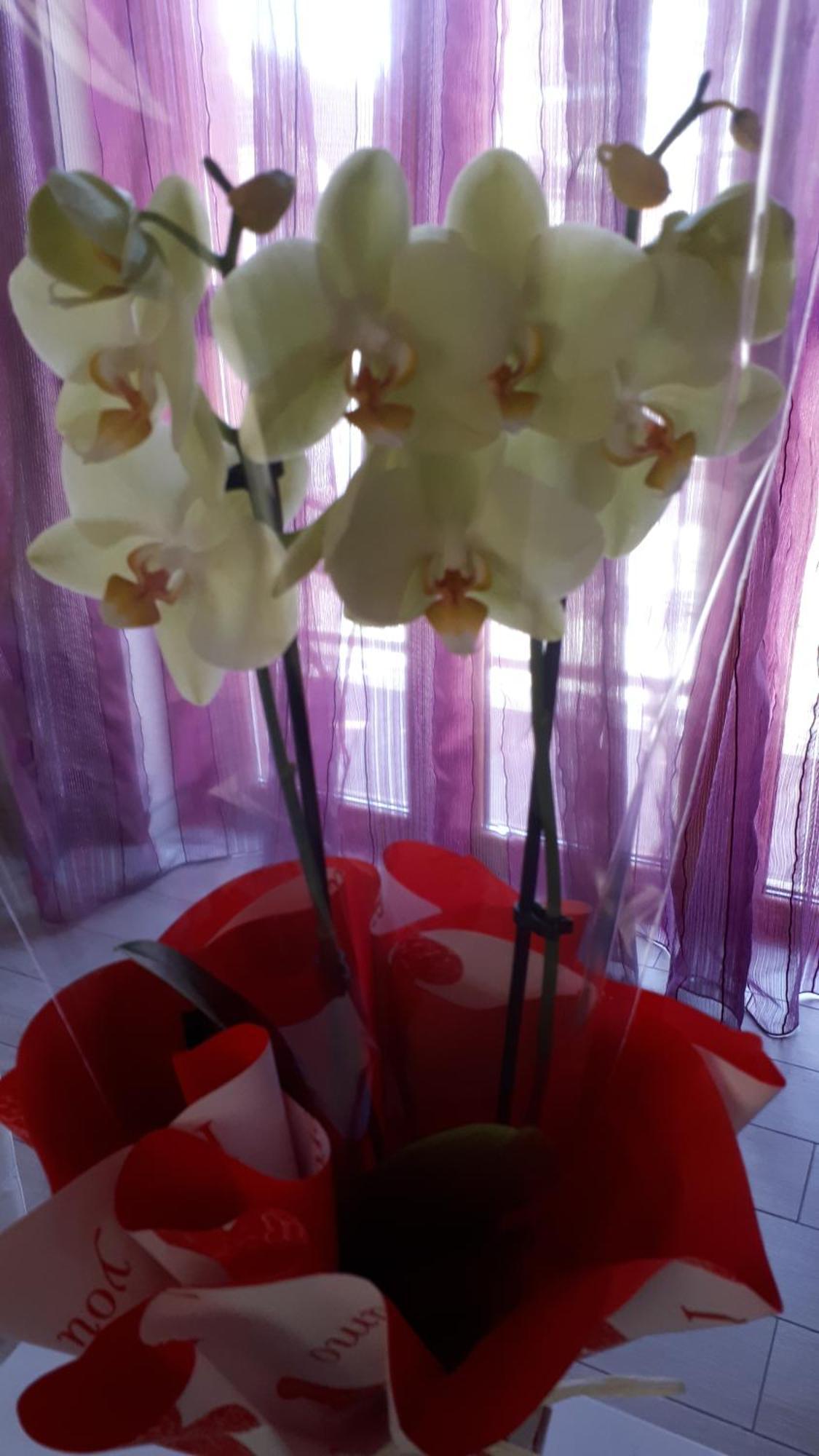 מלון אלבה Casa Delle Orchidee חדר תמונה