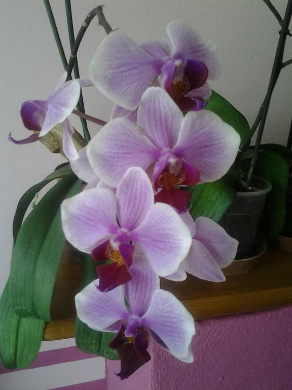 מלון אלבה Casa Delle Orchidee מראה חיצוני תמונה